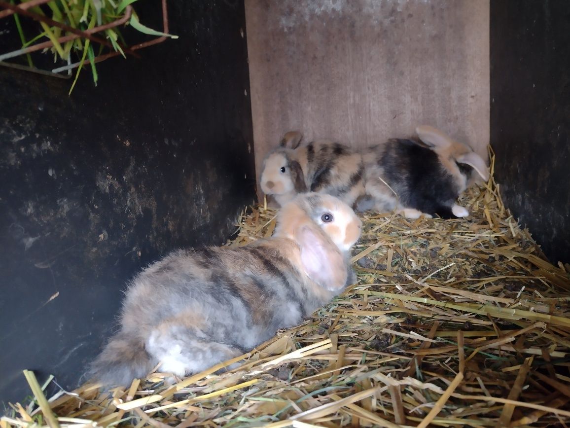 Mini lop baranki francuskie miniaturowe młode króliki