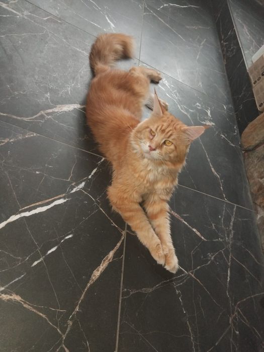 Ostatni kocurek rudy kocur maine coon z rodowodem duży kot