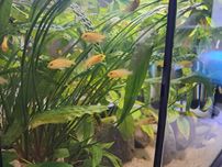 Pyszczaki Labidochromis caeruleus yellow Malawi