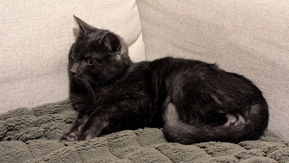 Kotek do oddania do dobrej rodziny