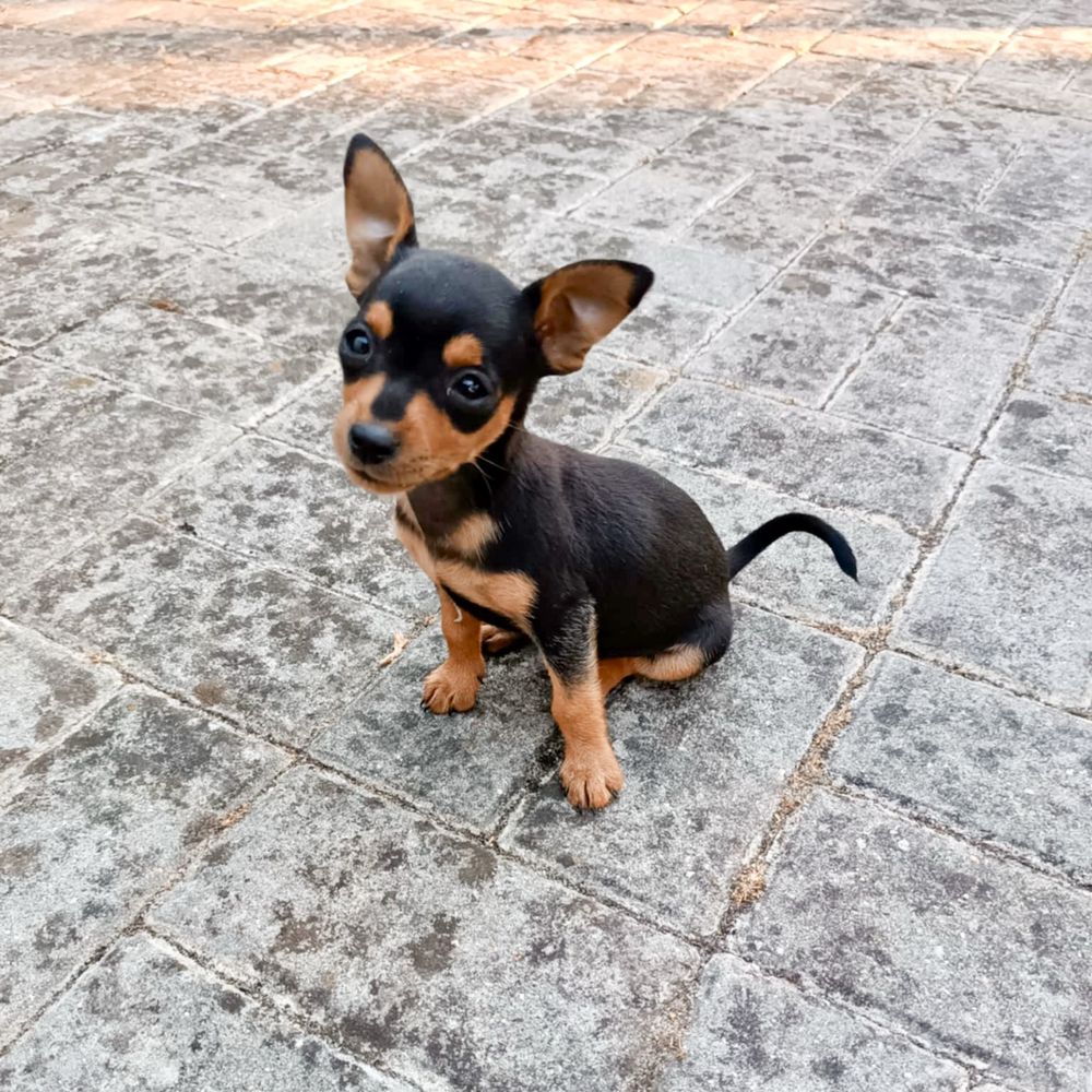 Pinscher super miniatura