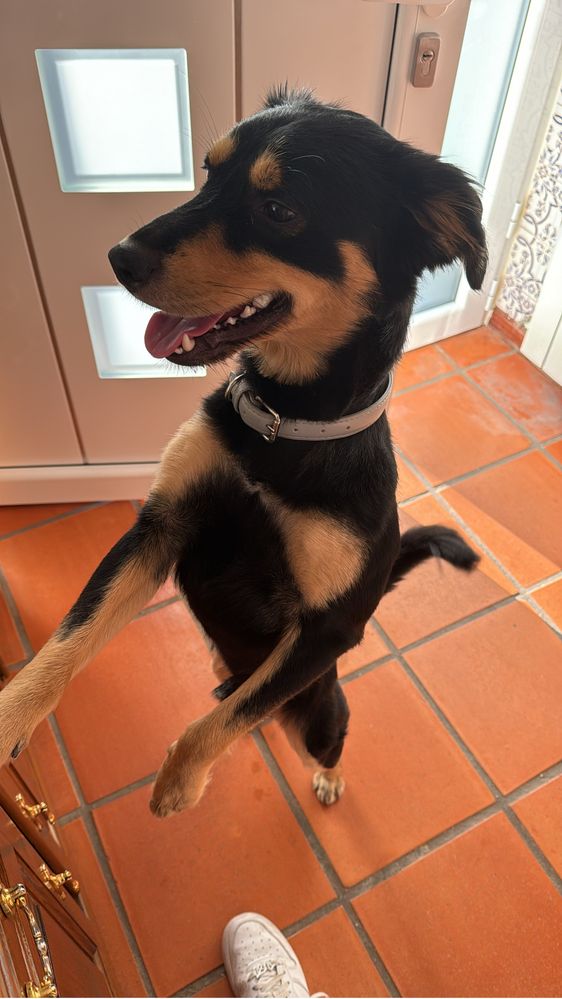 adoção responsável - Enzo