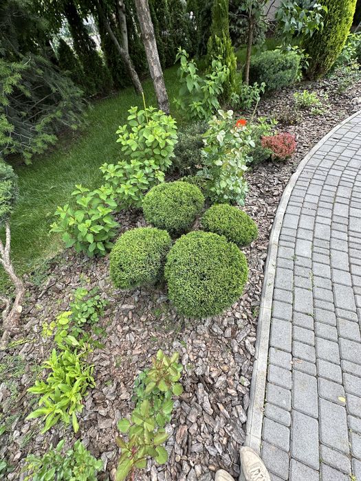 Стрижка хвойних рослин ,