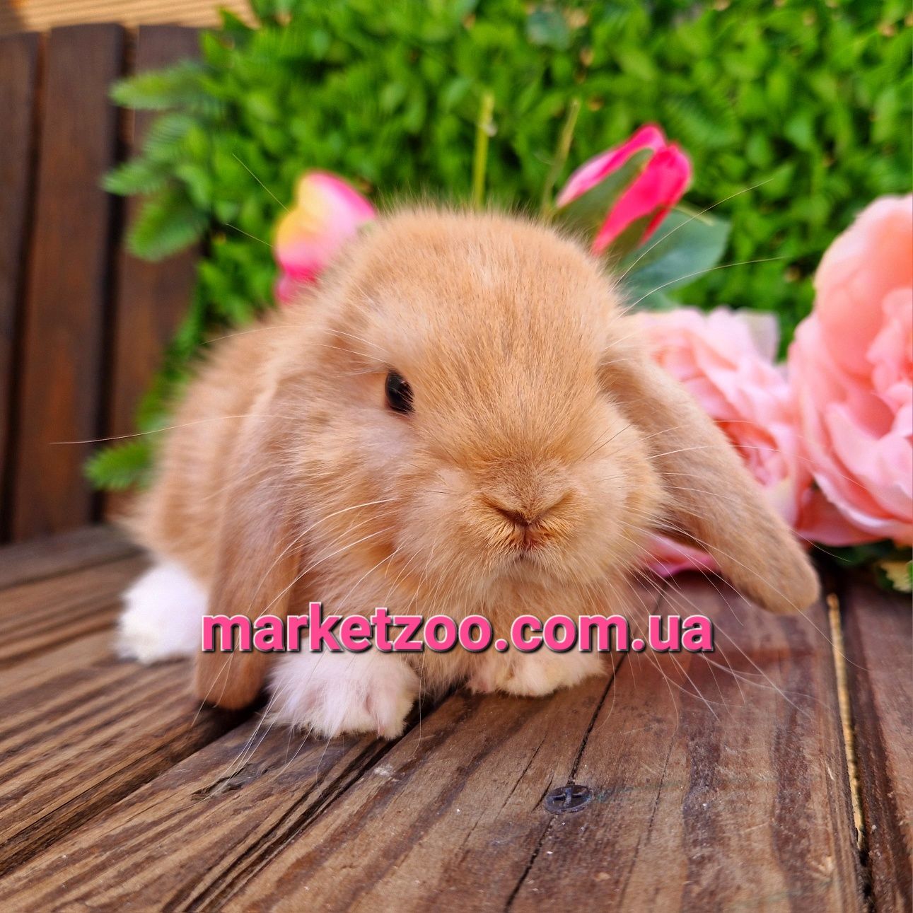 Карликовый мини кролик,мiнi баранчик mini lop