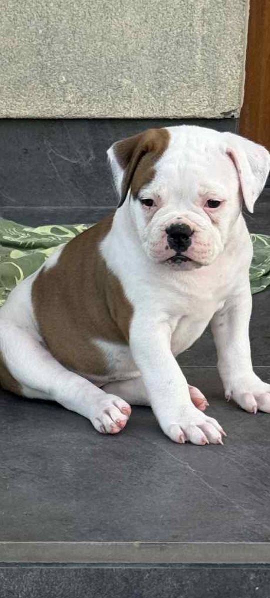 Buldog Amerykański FCI
