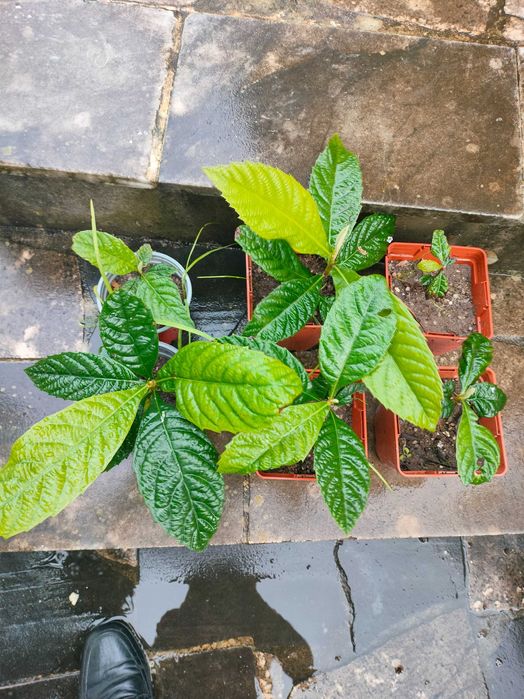 Arvores de fruto, plantas variadas