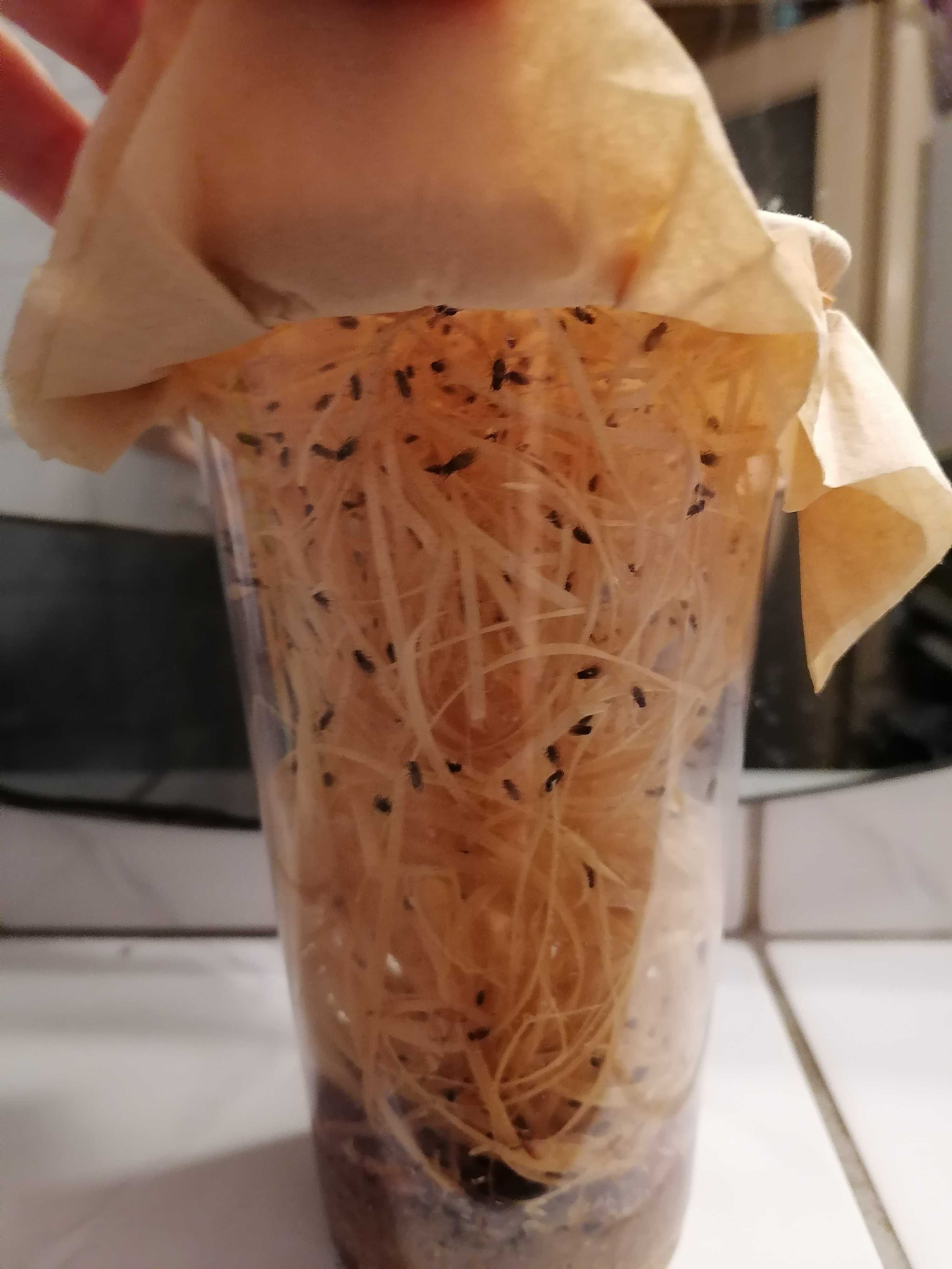 Muszki owocówki Drosophila hydei
