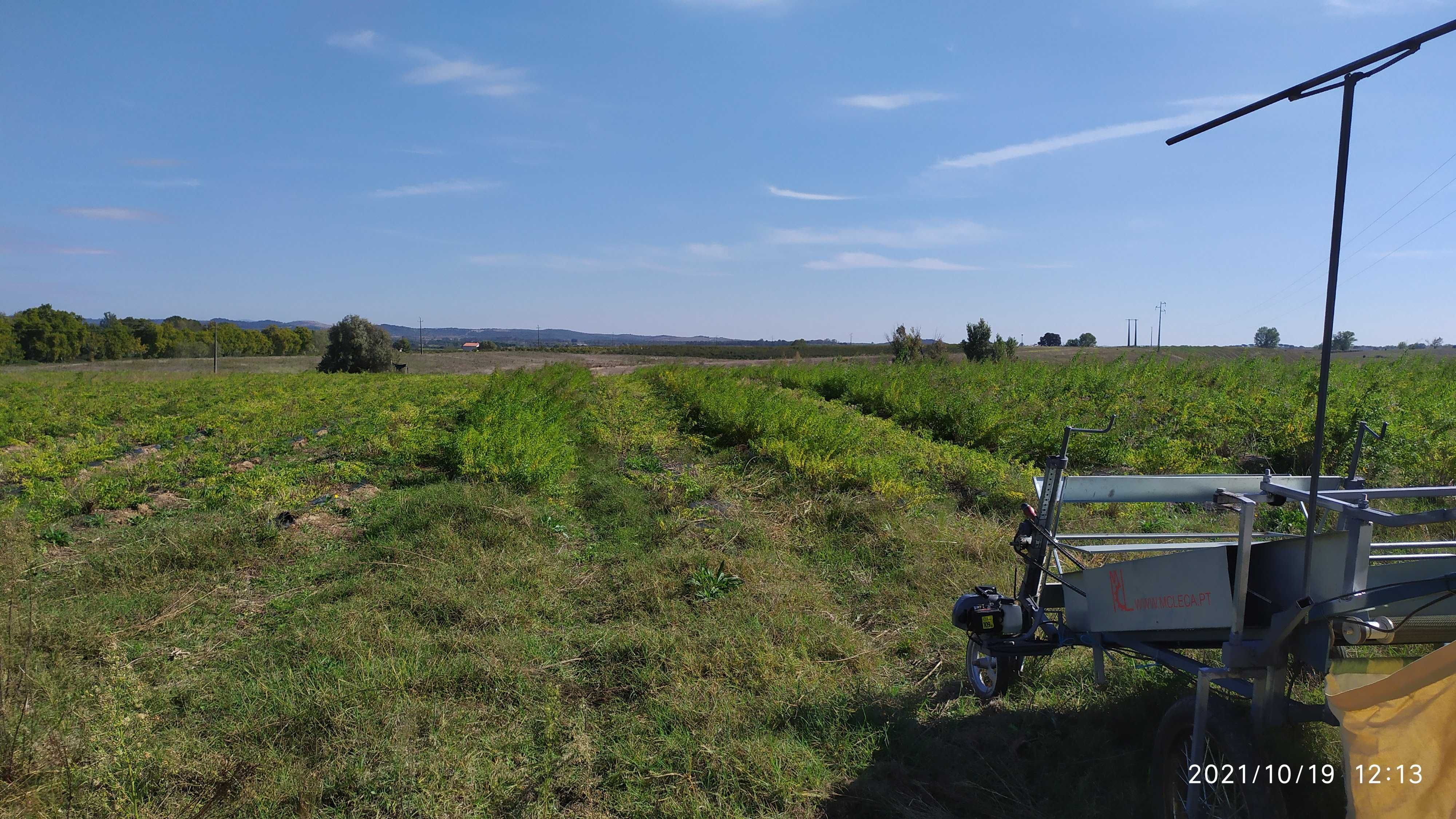 Máquina Colheita Plantas Aromáticas Com Rodas Direccionais E Guiador