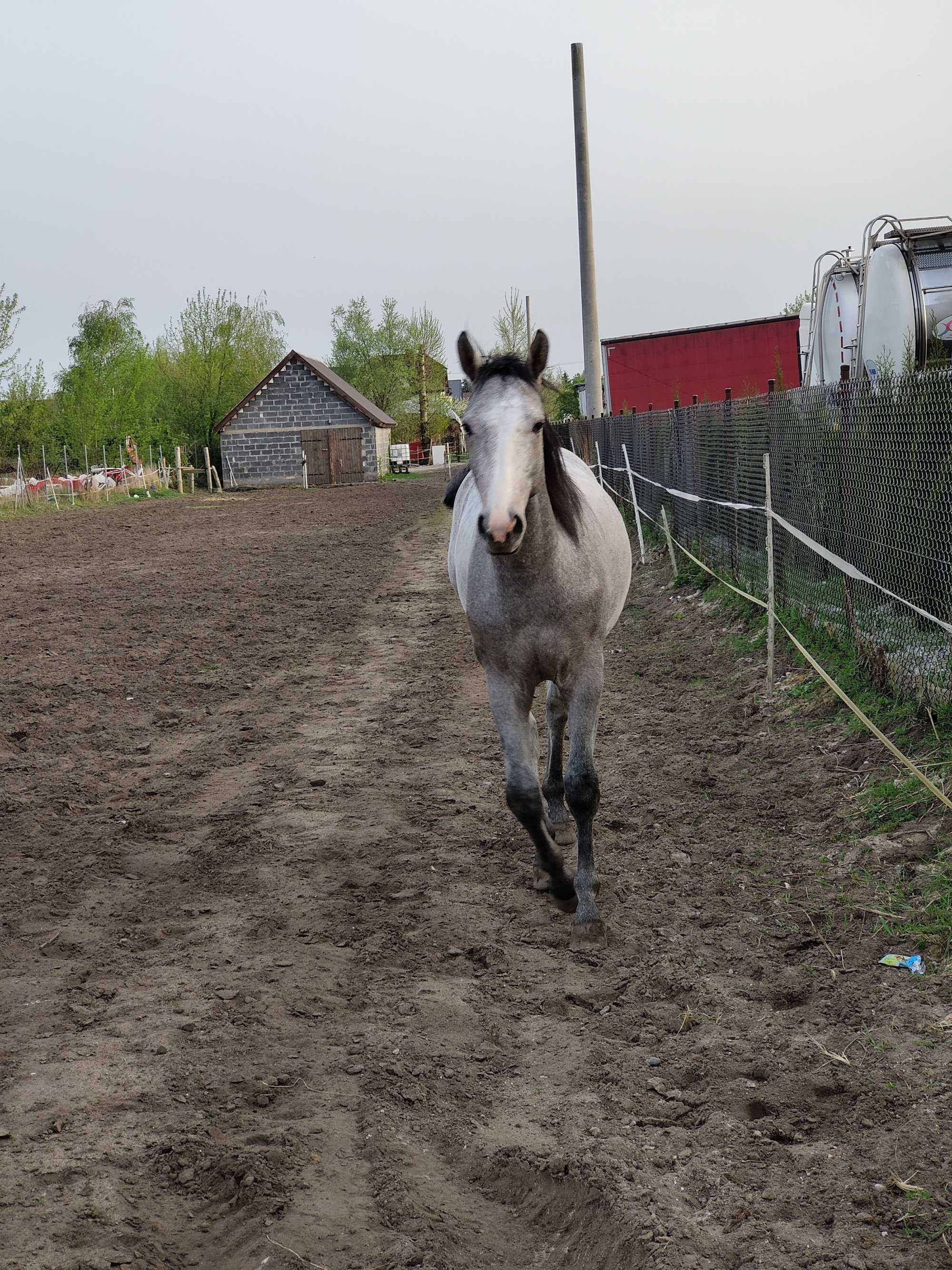 Sprzedam ogiera wielkopolskiego