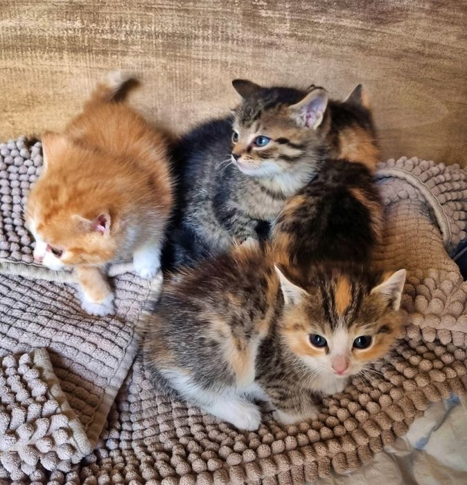 Kociaki szukaja domu