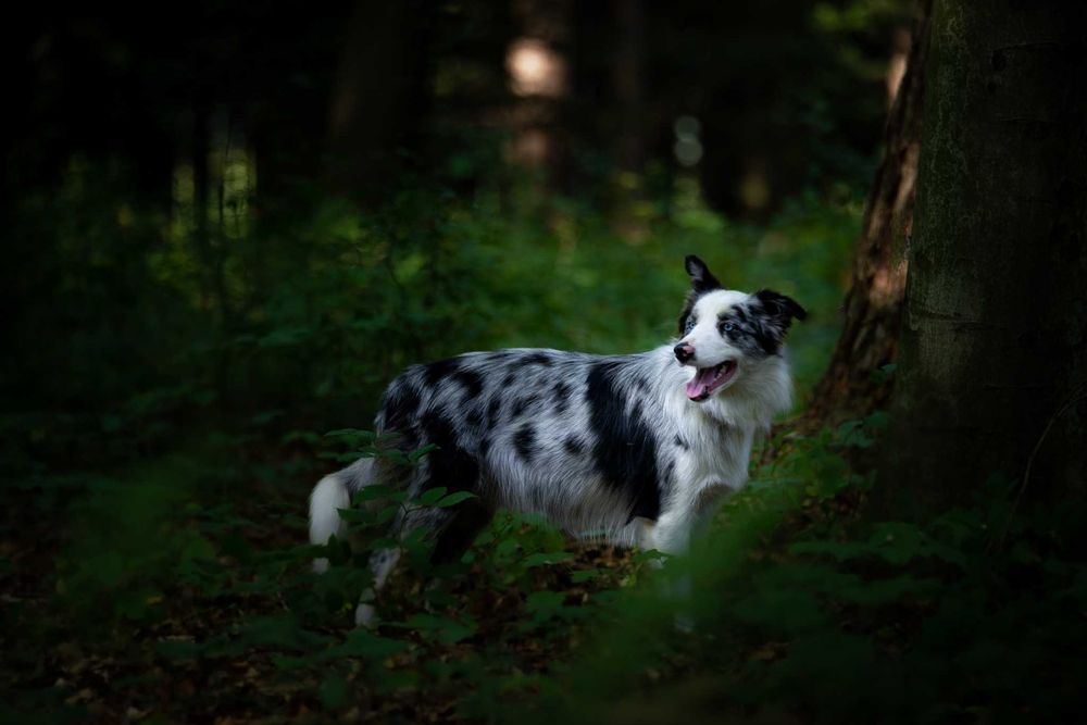 Border Collie blue merle suczka - badania genetyczne