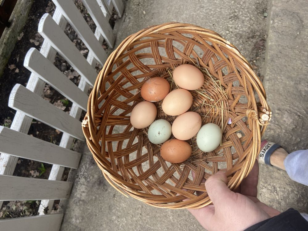 Домшние яйця