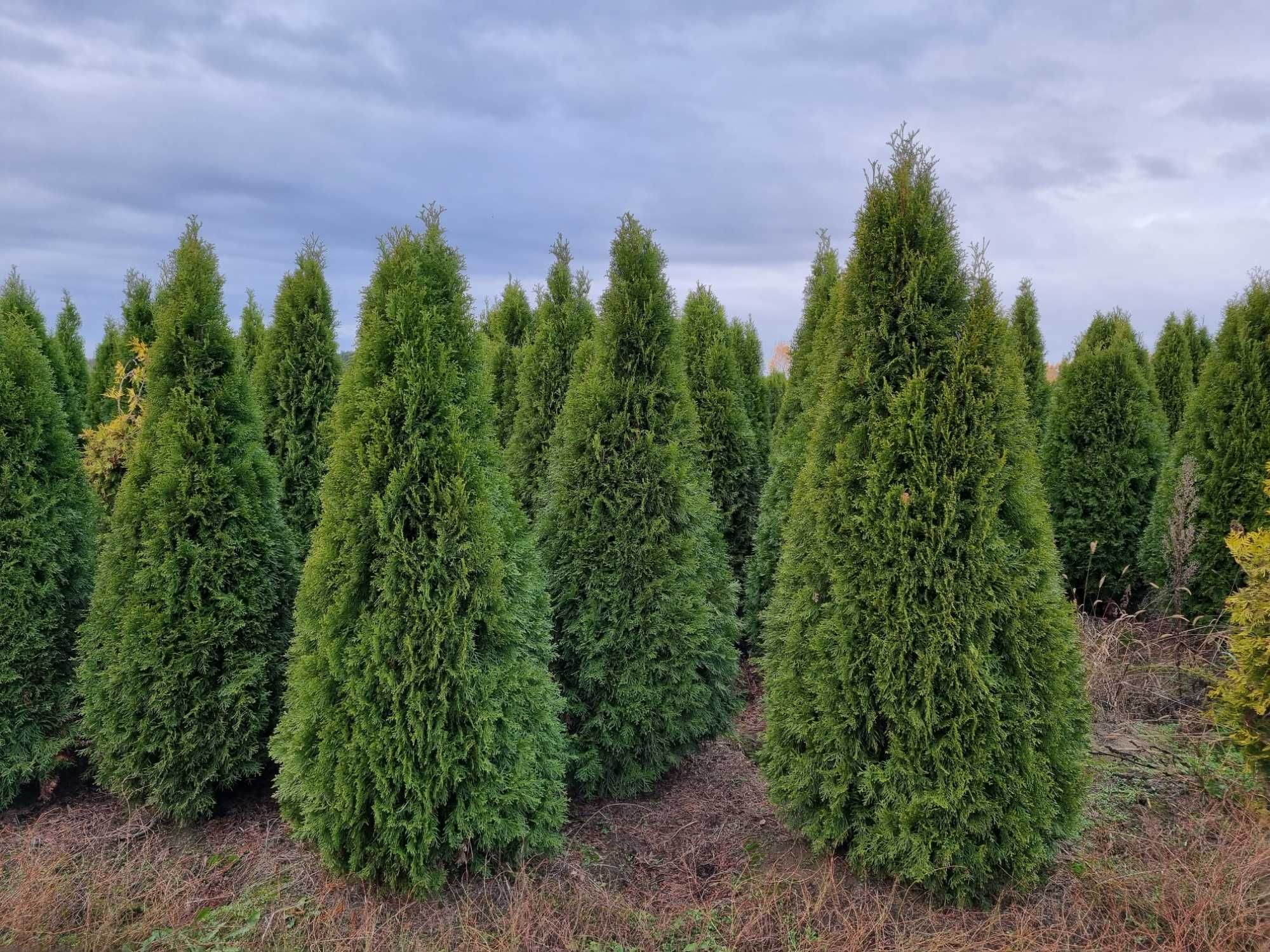 Tuja szmaragd 2,2-2,5 m, szerokie, żywotnik zachodni ,,smaragd", Thuja