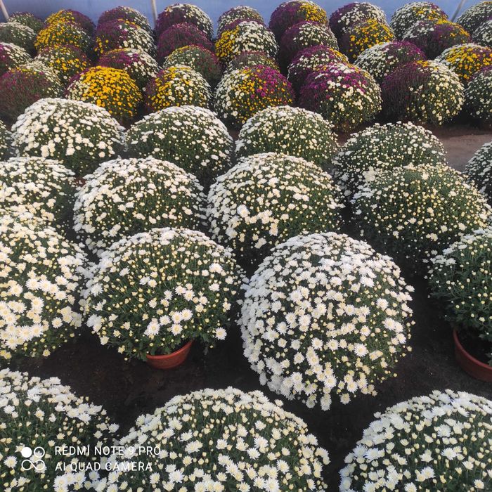 Chryzantemy drobnokwiatowe ,średniokwiatowe, wielkokwiatowe