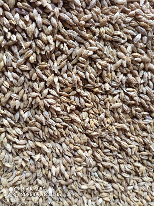 Jęczmień ozimy Padura