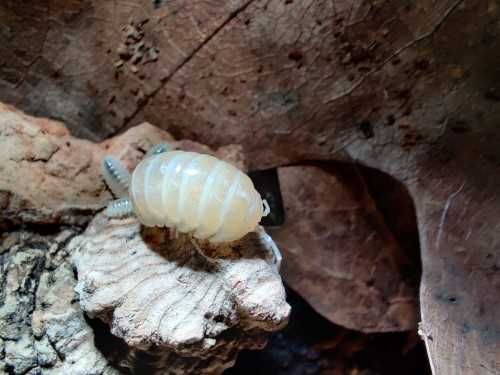 Armadillidium vulgare albino t- Isopody/kulanki/łatwe