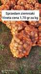 Ziemniaki Vineta