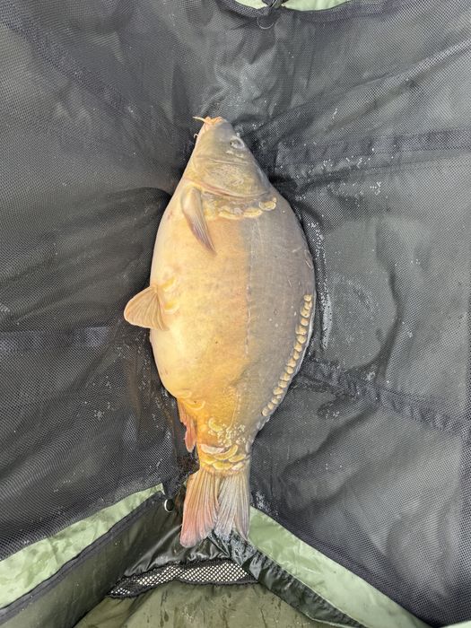 Karp na łowiska / do zarybienia / duże sztuki 6-9