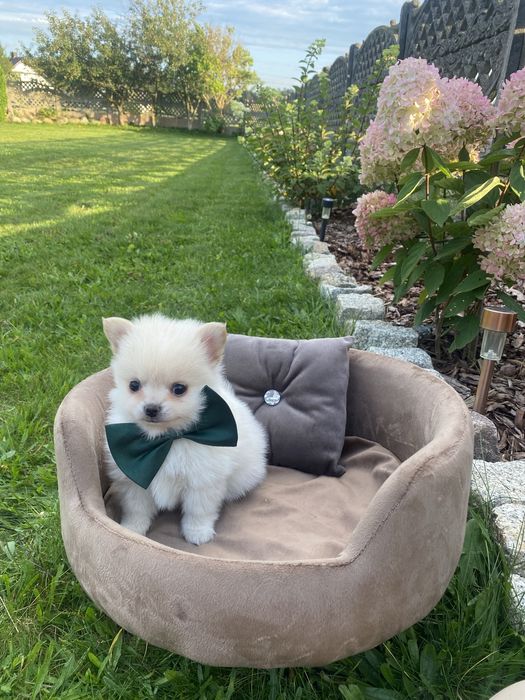 Pomchi  Hybryda Szpic Miniaturowy Pomeranian  Chihuahua