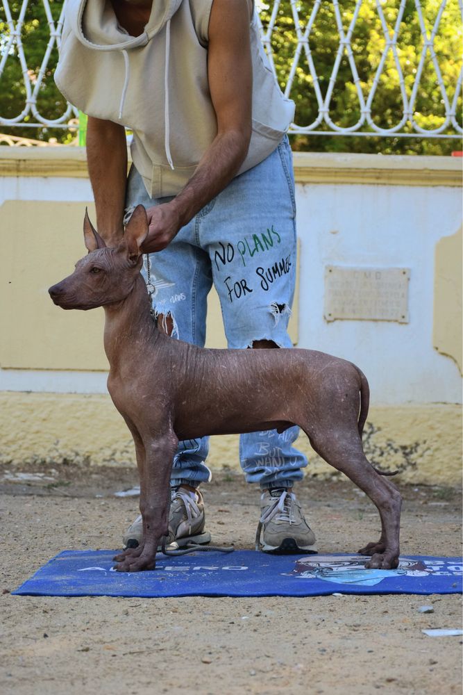 Cão Sem Pelo do Mexico (Standart)