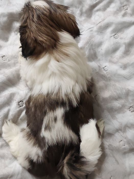 Piesek  rasy Shih Tzu