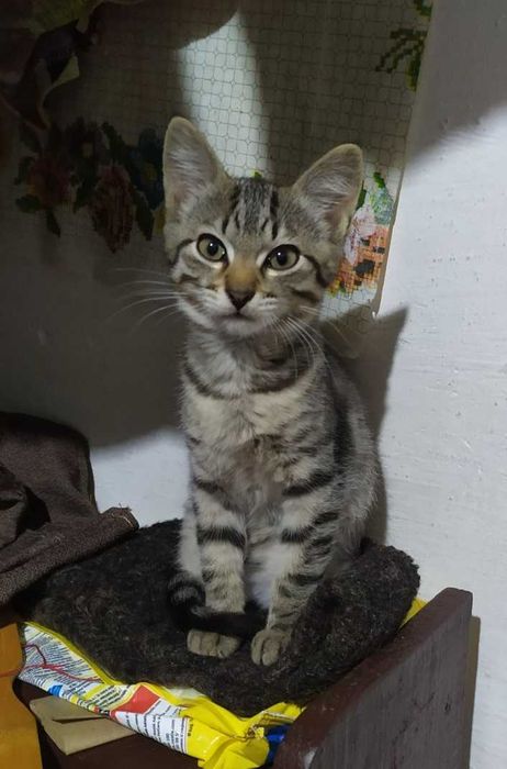 Смугасті гарнючі кошенята в добрі руки. Котята безкоштовно