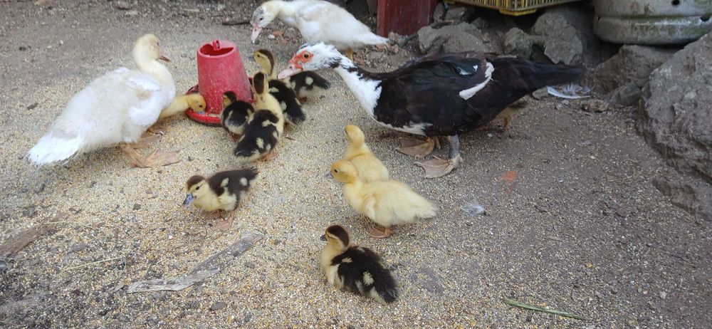 Patos mudos vários tamanhos