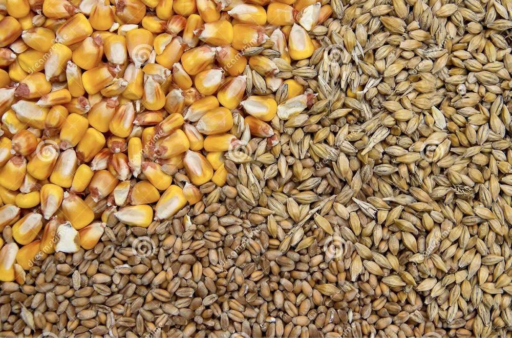 Зерно кукурудза пшениця