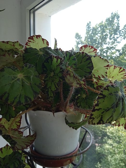 Бегонія червона та зелена