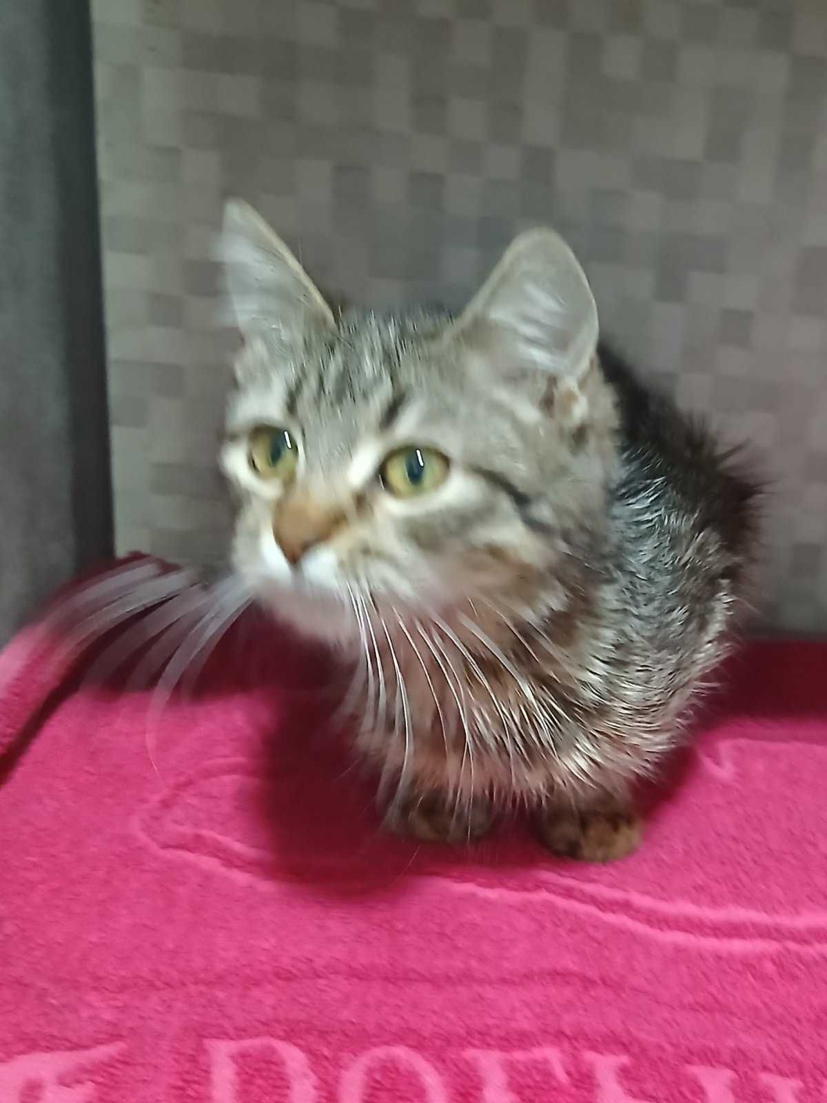 Котенок Марсель, возраст около 6 месяцев,  ищет дом!
