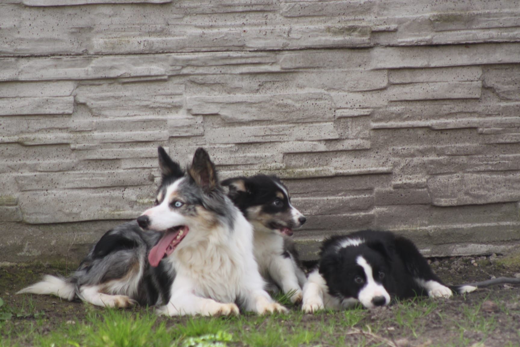 Suczka Border Collie z kompletem szczepień