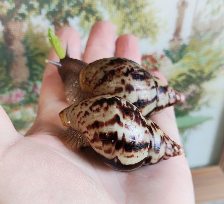 Альборетікулята (альборетіки). Равлики, малюки.