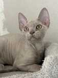 Devon rex gr krwi A liliowy słodziak