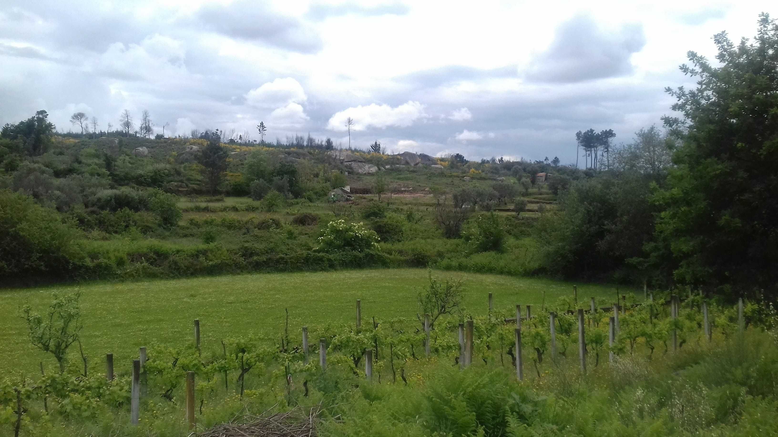 QUINTA COM CASA ,( poço e vinha zona vinícola  do DÃO)