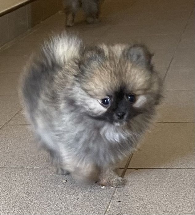 Кому пухнасту красу?