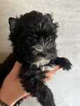 Yorkshire Terrier black sunia