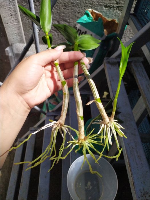 Дендробіум Ода Бері дітки