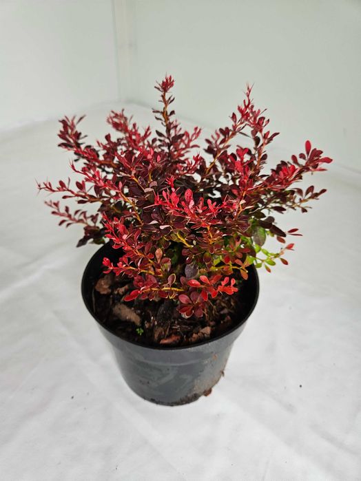 Berberys Bagatelle 30cm karłowy krzew ozdobny o czerwonych liściach C2