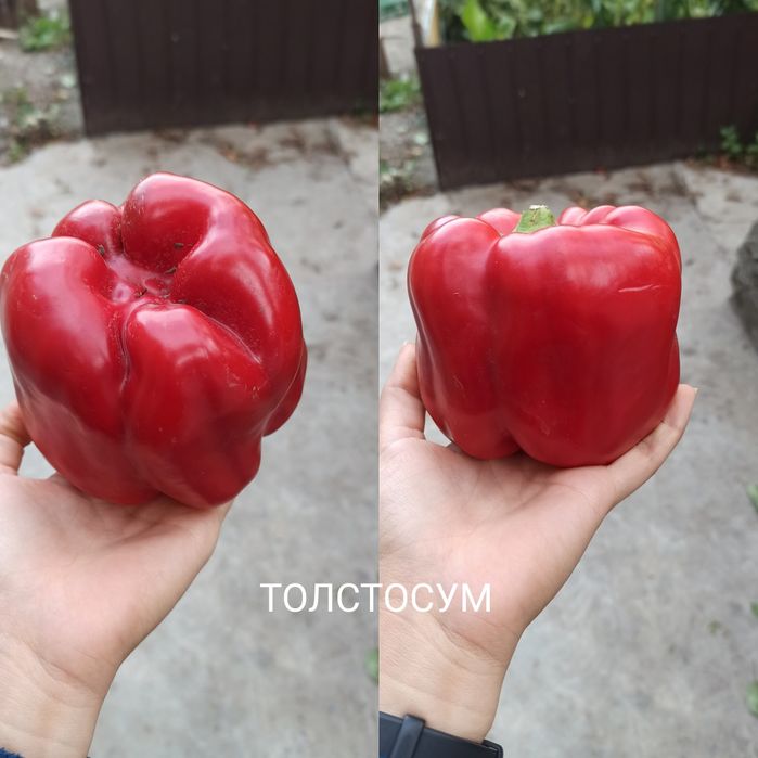 Семена перца Красный,жёлтый , фиолетовый