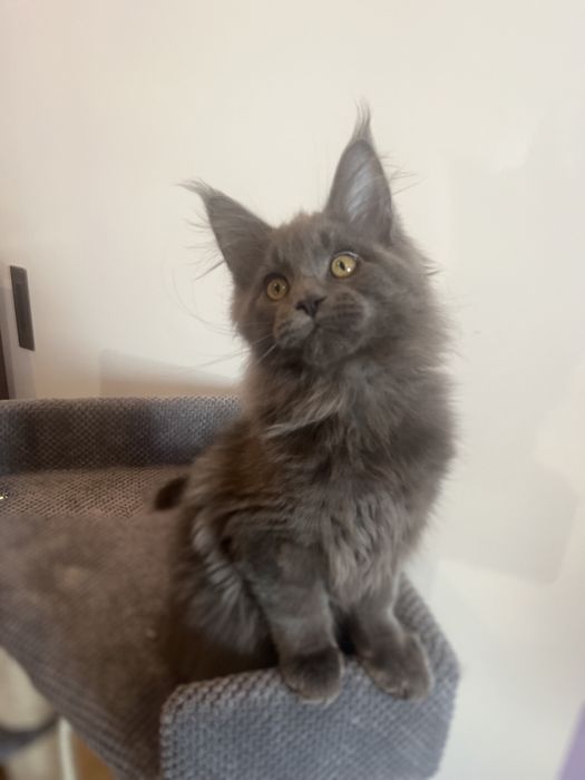 Голубий Мейн-кун