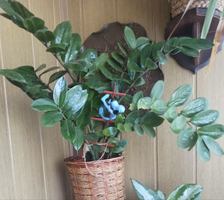 Крупный зомиокулькас.