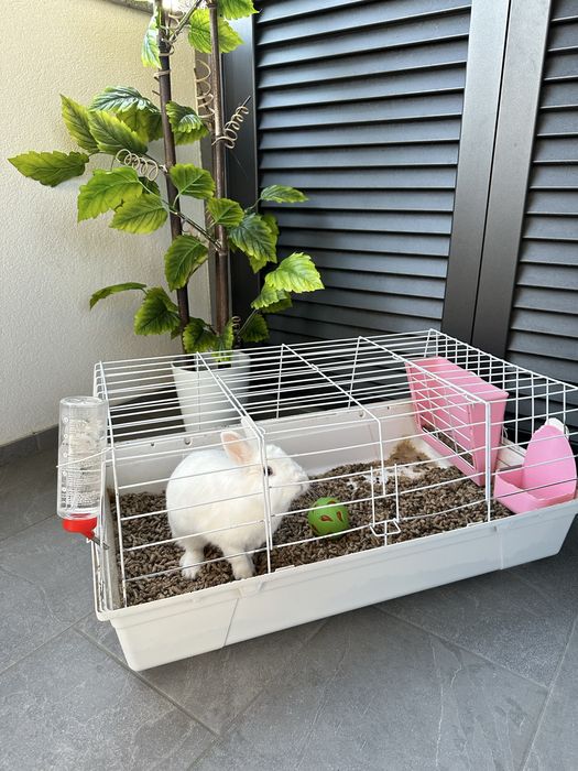 Coelha anã + Kit Completo de Acessórios