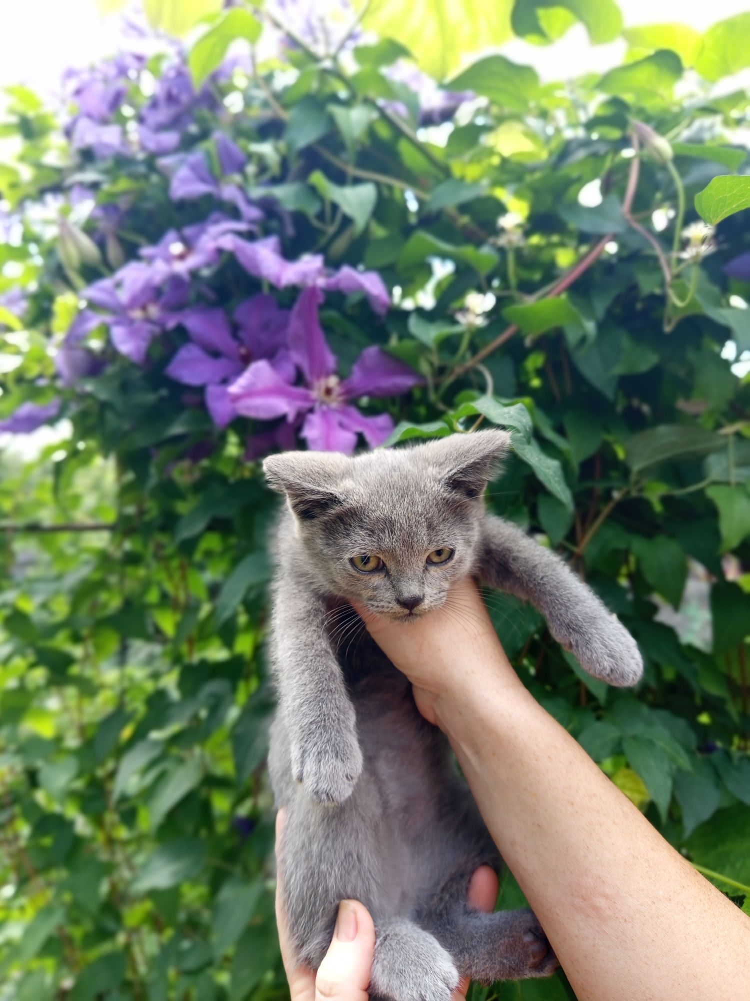 Прямовухий шотландець