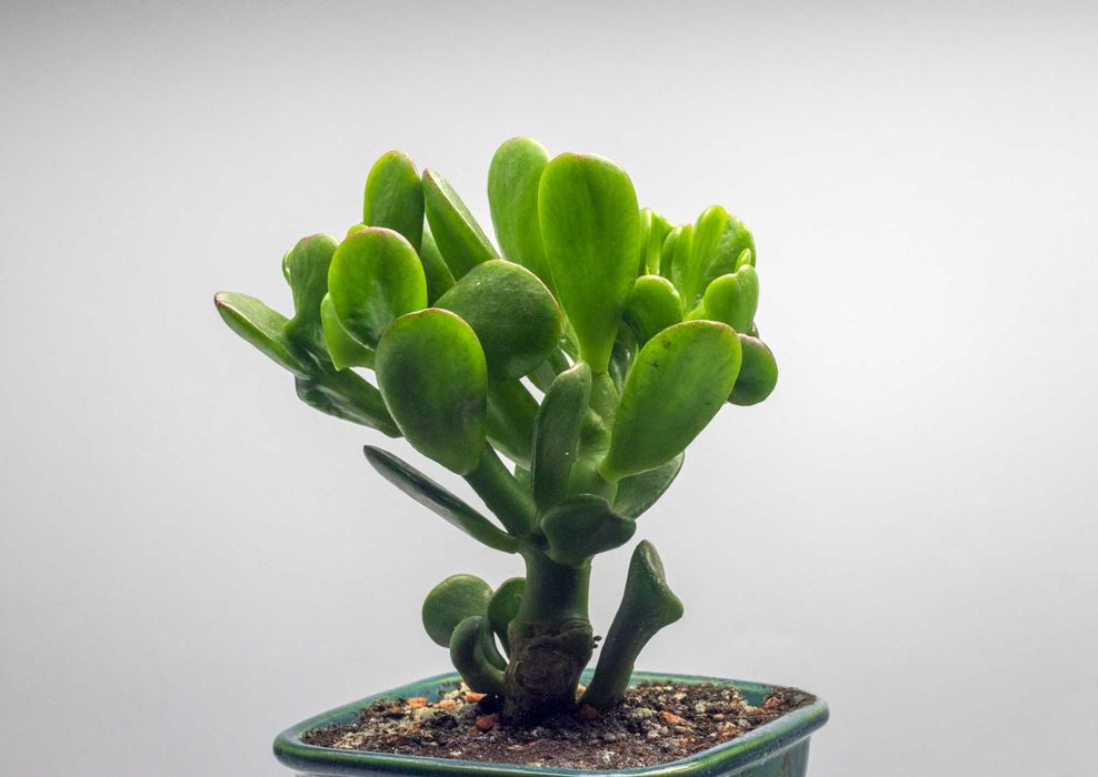 Крассула Horrum. Денежное дерево Хорум. Толстянка редкий вид