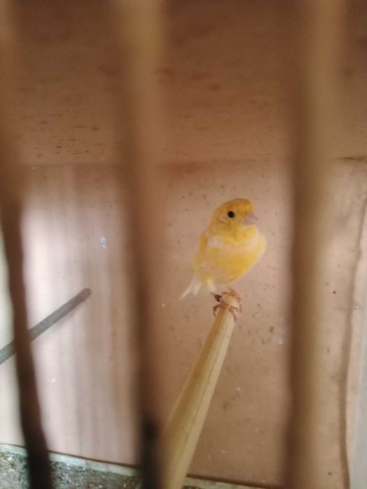 Canários machos 2025 (2 Canárias)