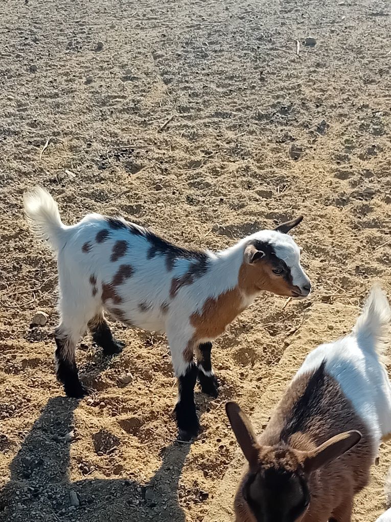 Cabrito anão mocho,  sem cornos