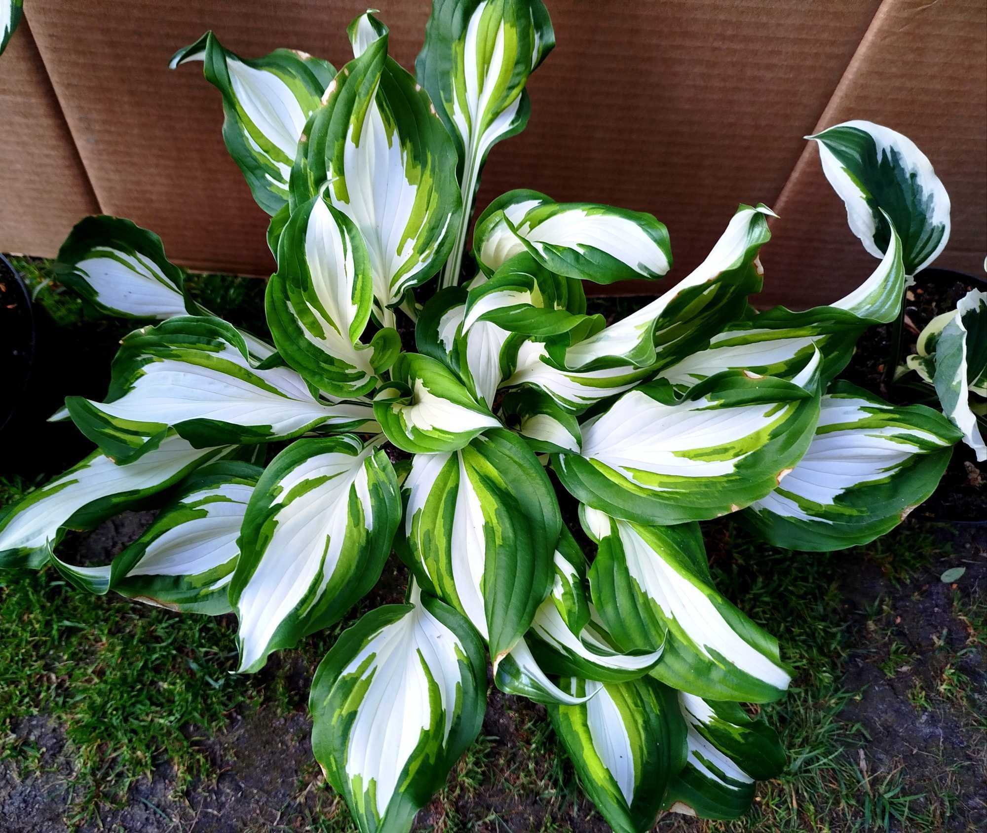 Funkia Hosta ogrodowa kilka sadzonek