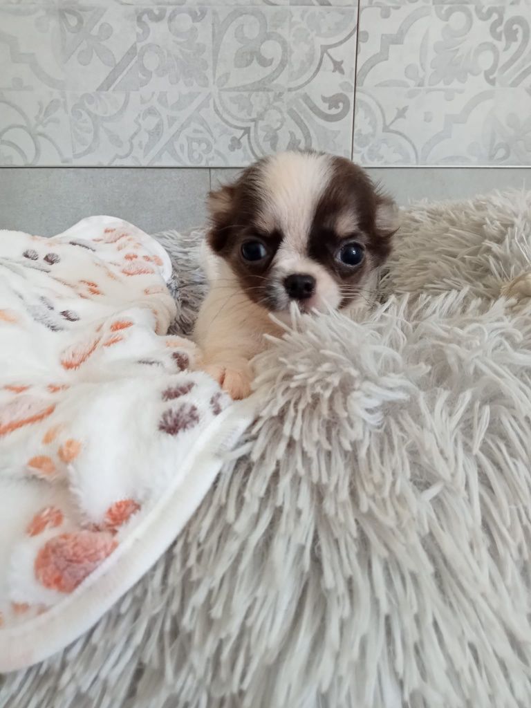 Rodowodowy piesek Chihuahua