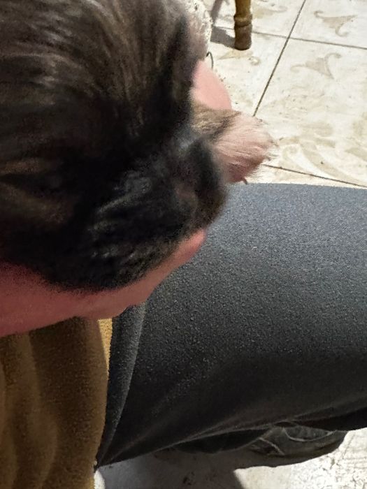 Пекінес цуцики / цуценята породи Пекінес