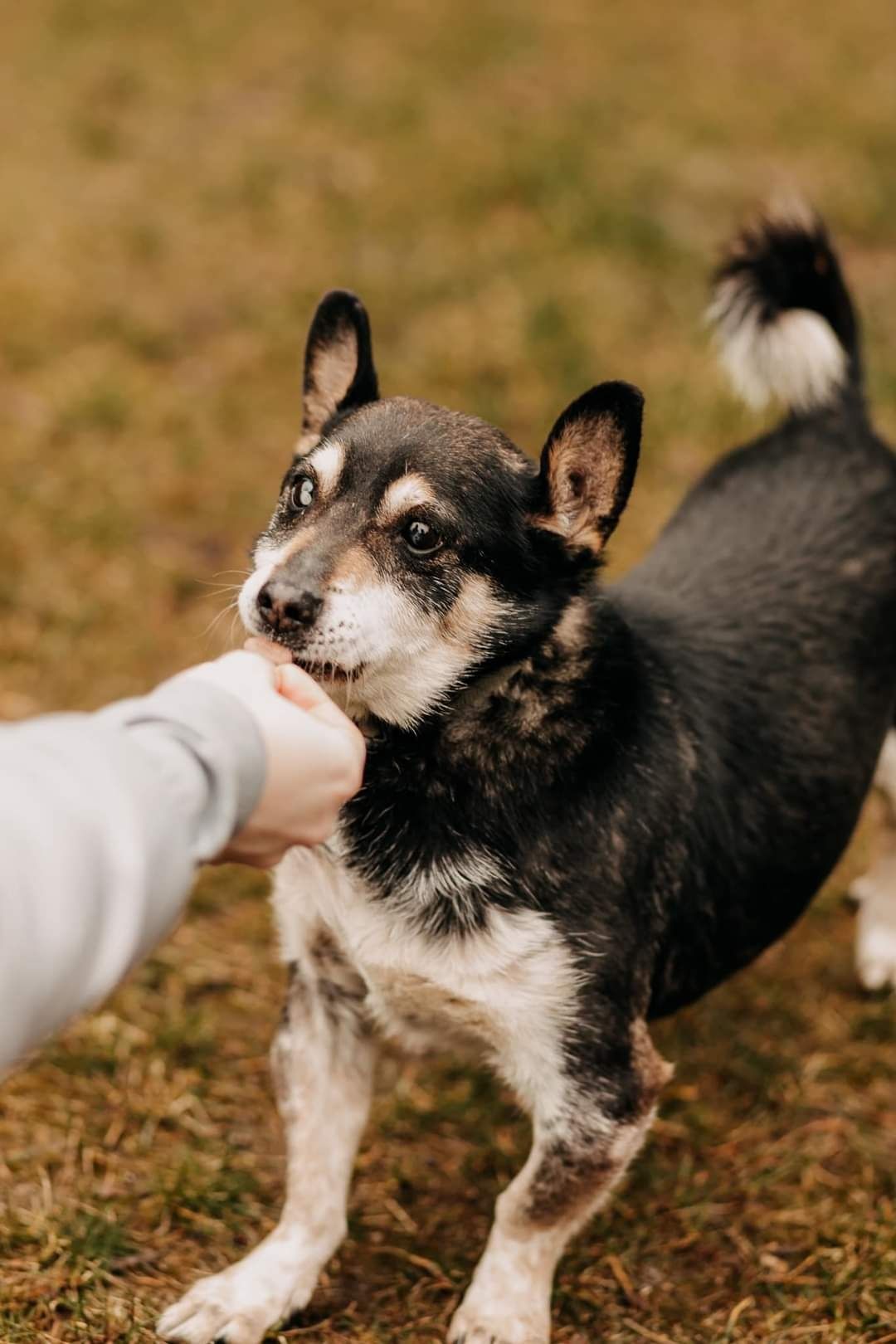 Vanko poleca się do adopcji